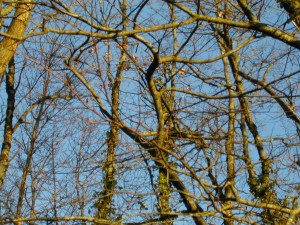 les branches de hêtres entrelacées