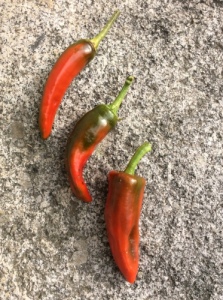 Les piments de notre jardin