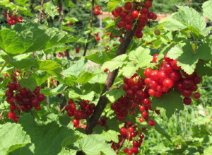 Groseillers du jardin, gite de la Rouquette Cantal