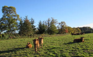 Veaux limousin sur le domaine de la Rouquette