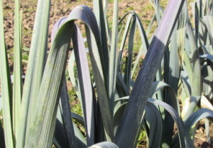 Poireaux du jardin en hiver