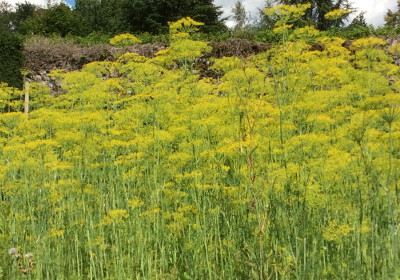 Aneth du jardin