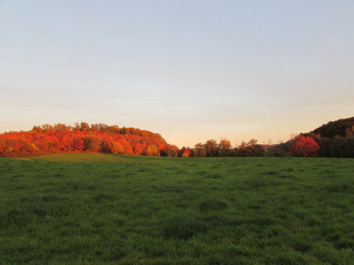 Bois de chênes rouges à la Rouquette, au crépuscule