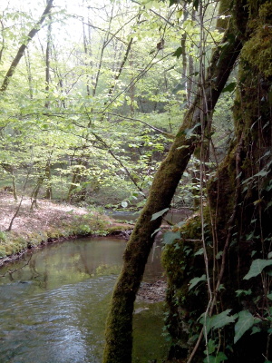 Le bord du Célé où vivent des moules perlières