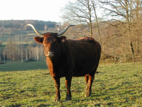 Une vache Salers majestueuse, avec ses cornes en forme de lyre