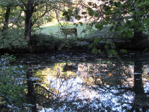 Etang et vache limousine