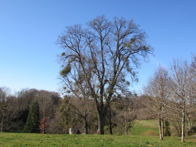 Le printemps avant l'heure fin janvier 2016