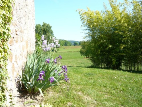 Les iris le long du mur du Gîte de la Rouquette