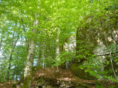 Les mégalithes dans les bois de la Rouquette