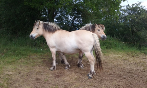 Rencontre avec des chevaux Fjord