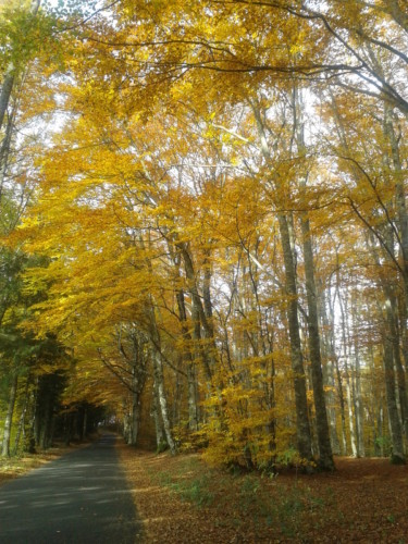 Sur la route de Calvinet à Marcoles, bois de hêtres aux feuilles dorées