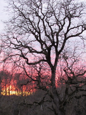 coucher de soleil derriere le grand noyer gite de la Rouquette