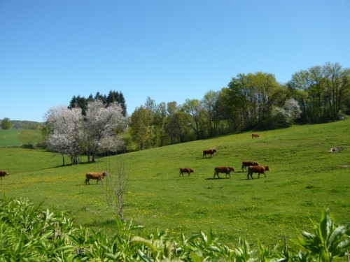 Par dessus la haie du jardin du gite de la Rouquette avec nos belles vaches limousines