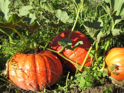 Potirons de notre jardin