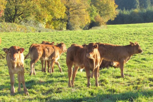 Nos veaux limousins sous le soleil d'automne