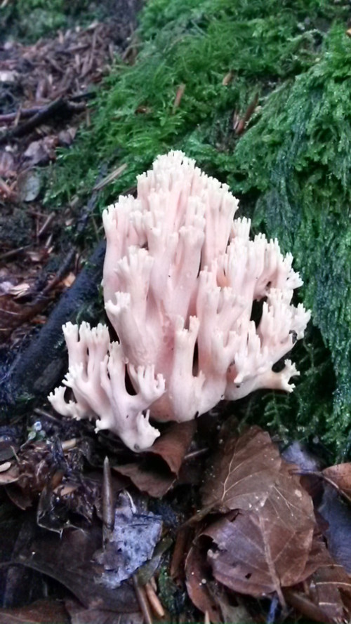 Clavaire, champignon rencontré dans nos bois